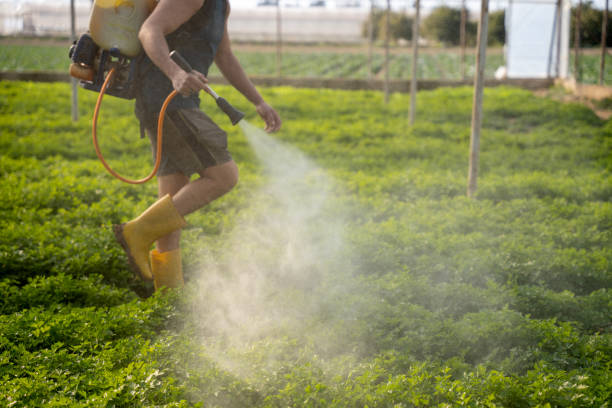 Wasp Removal Services in Arp, TX