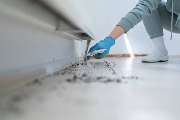 Best Flea Control Services  in Arp, TX